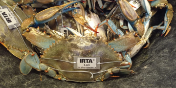 Etiqueten 500 exemplars de cranc blau per conèixer els seus patrons de migració al Delta