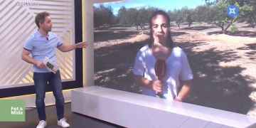 #FETAMIDA: Recta final de la campanya de la garrofa marcada pels robatoris