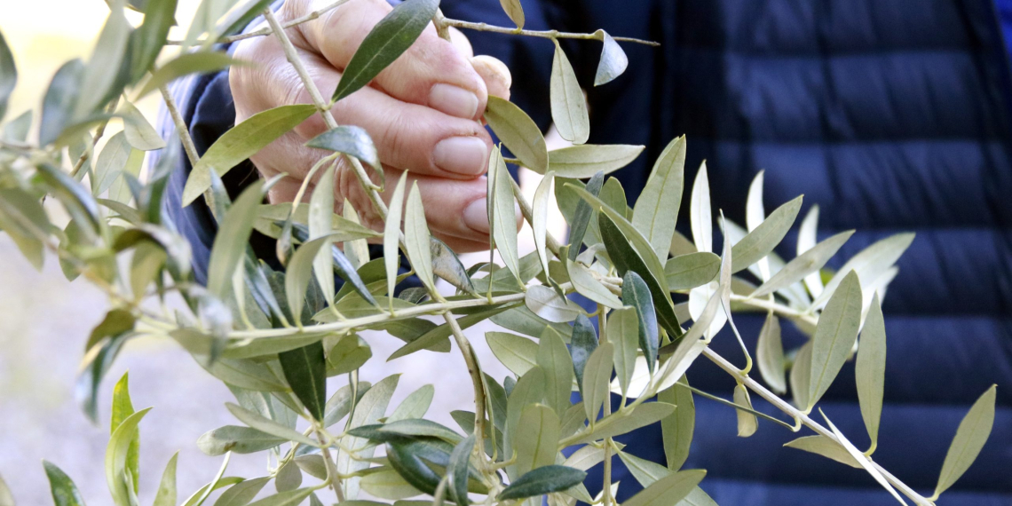JARC insta Acció Climàtica a resoldre els recursos dels ajuts pels danys causats a l’olivera pel temporal Filomena