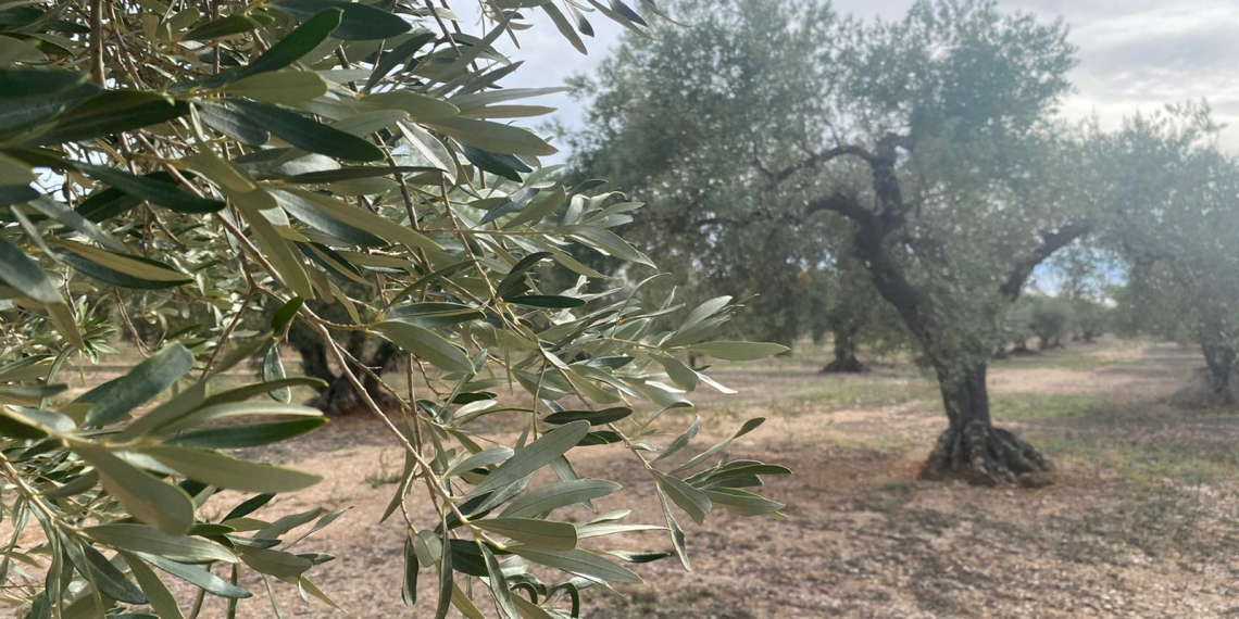 Neix Terram, un projecte de repoblament amb un vessant social