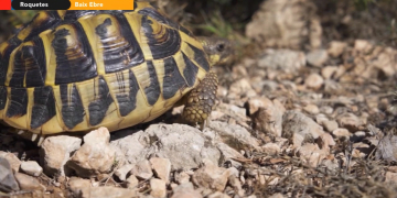 Prova pilot per a la reintroducció de la tortuga mediterrània al PN dels Ports