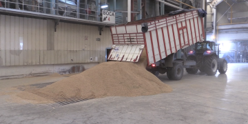 Les cambres arrosseres del Delta treballen intensament en la recepció i emmagatzematge de l’arròs