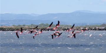 El flamenc rosa i la preservació de l’especie a les salines de la Banya