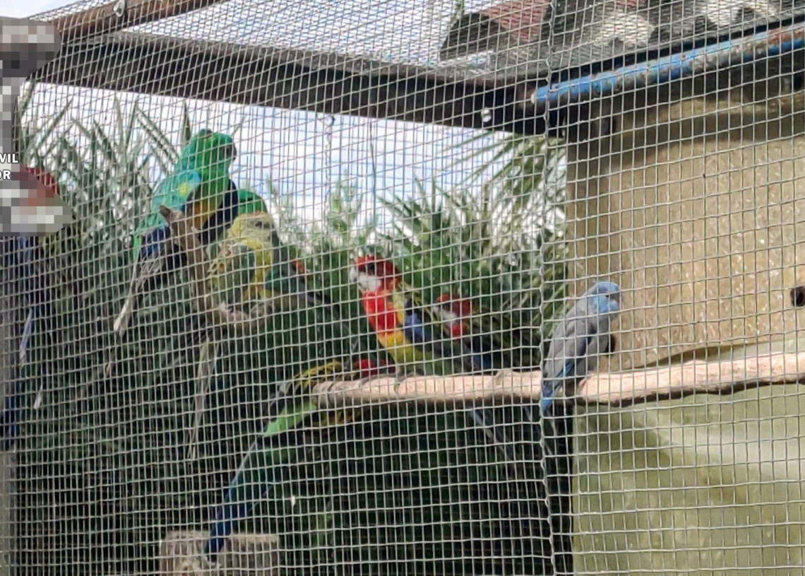 Intercepten 34 animals de diverses espècies protegides en un recinte privat de Deltebre