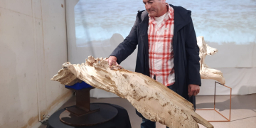 Els troncs de mar del Delta protagonitzen una exposició al Museu de l’Ebre