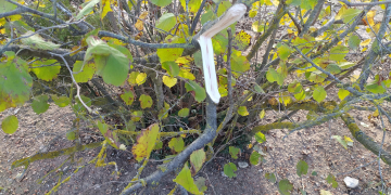 La cooperativa de la Fatarella denuncia Agricultura davant el Síndic de Greuges pels danys dels senglars