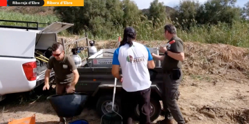 Alliberament de peixos del riu Siurana a la llacuna de Riba-roja d’Ebre