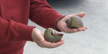 La CHE dona per erradicada la plaga del caragol maçana aigües amunt de Tortosa