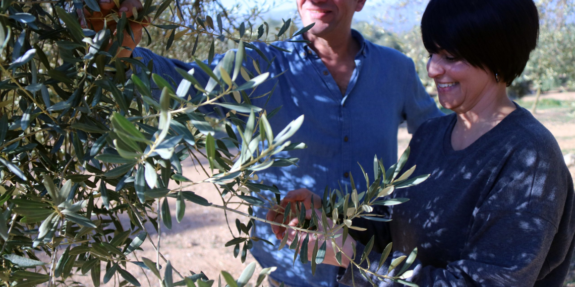 Pagesos i sindicats denuncien la manca d’ajuts del Govern per la protecció d’oliveres mil·lenàries