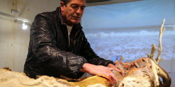 ‘Troncs de mar’: natura “viva” del delta de l’Ebre arrossegada pels temporals