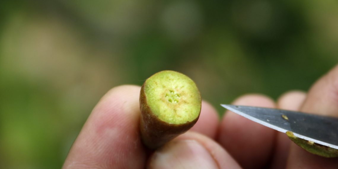 Acció Climàtica aprova 1.465 expedients de productors afectats per les gelades i abonarà més de 16 milions en ajuts