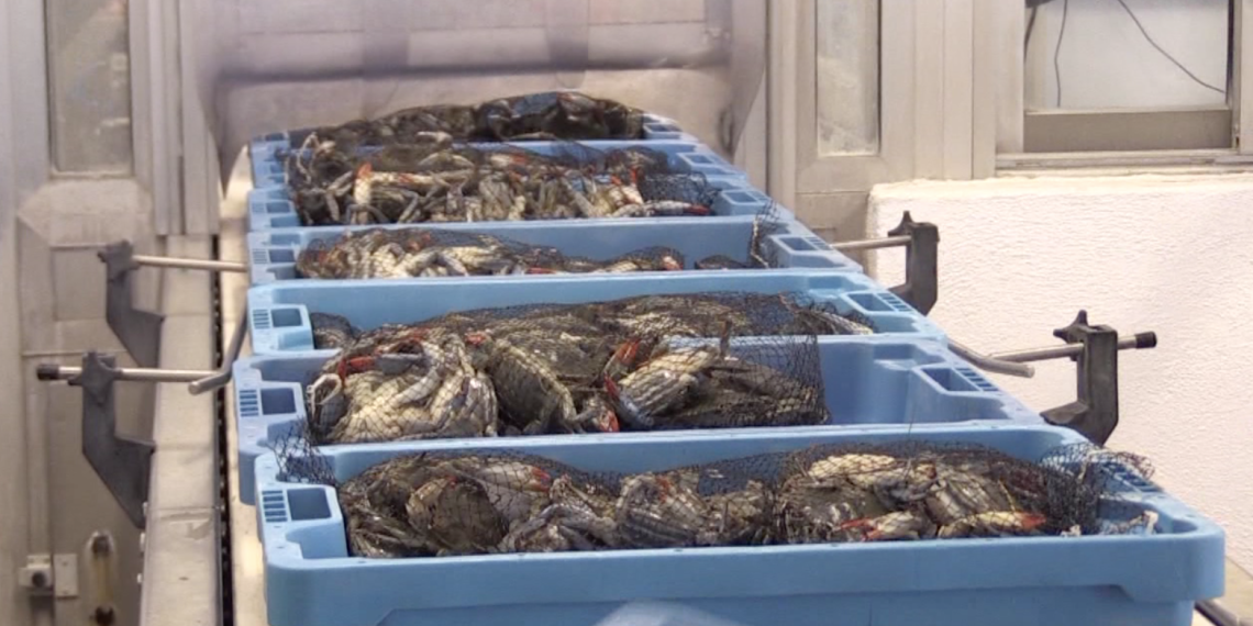 El cranc blau s’enfila per sobre dels 16 euros a la llotja de Deltebre