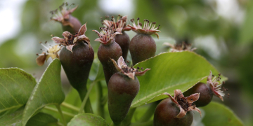 Acció Climàtica paga els més de 16 milions d’euros d’ajuts per fer front a les pèrdues en fruita per les gelades de l’abril