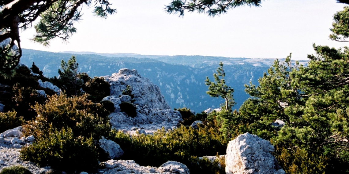 L’Ajuntament de Tortosa reordenarà les zones forestals del Regatxol i Figuerasses i la Mola de Catí