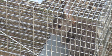 El problema de la superpoblació de conills també preocupa als pagesos del Baix Segre