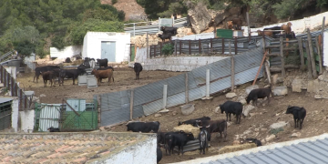 Els criadors de bous demanen més suports per afrontar la crisi de preus