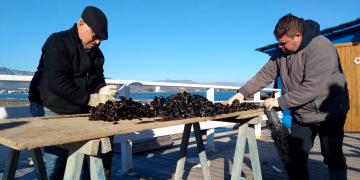 Sembren musclos de l’exterior de les badies del Delta per garantir la seva supervivència