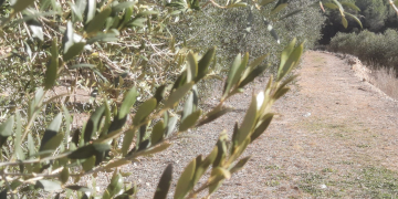 La producció d’oli d’oliva caurà un 80% al Baix Ebre i el Montsià