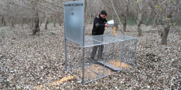 Instal·len gàbies per capturar senglars al delta de l’Ebre