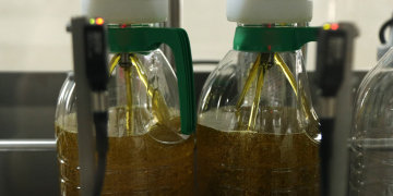 La producció final d’oli es desploma en la pitjor campanya dels últims 15 anys