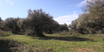 Ventura reclama el reglament i els ajuts per als propietaris d’oliveres mil·lenàries