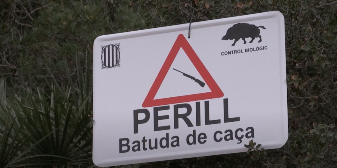 Batuda per caçar porcs senglars a la zona de Torre Gassià, a Tortosa