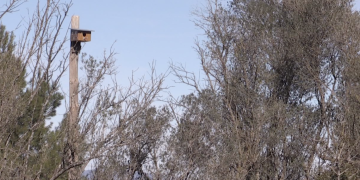 El GEPEC-EdC instal·la gairebé 30 refugis per fauna al Montsià i la Terra Alta