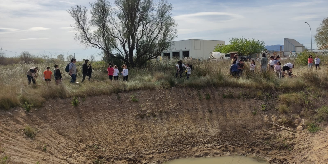 El GEPEC col·labora amb l’escola Port Rodó de Campredó per protegir el tritó palmat