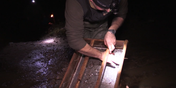 Les captures d’angula al delta de l’Ebre cauen a la meitat