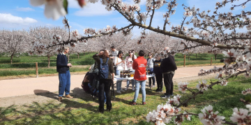 Atmellers, presseguers i cirerers, els protagonistes de Vinebre a la Ribera en Flor