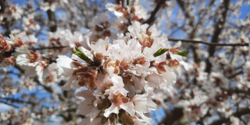 Activitats de la Ribera en Flor 2023 a Ascó i Vinebre