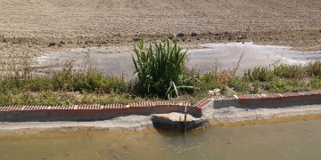 El delta de l’Ebre es prepara per iniciar la campanya de l’arròs amb la meitat d’aigua