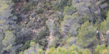 La sarna als Ports, a un pas de desaparèixer després d’un any sense contagis