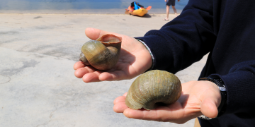 El caragol maçana ja està erradicat en el tram de l’Ebre entre Ginestar i Miravet