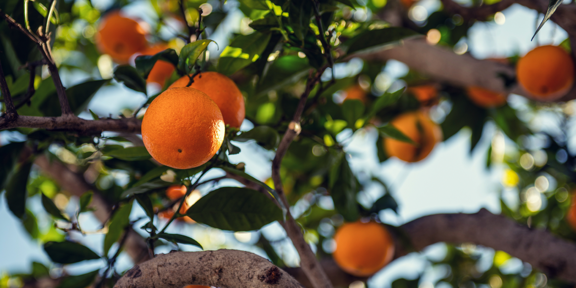 L’abandonament de camps de cítrics a Alcanar redueix un 25% la producció