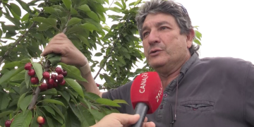 Comença la temporada de fruita dolça a la Ribera amb molt bones previsions