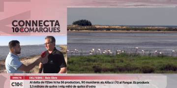 Els productors de mol·luscs també afectats per reducció d’aigua als canals del Delta de l’Ebre