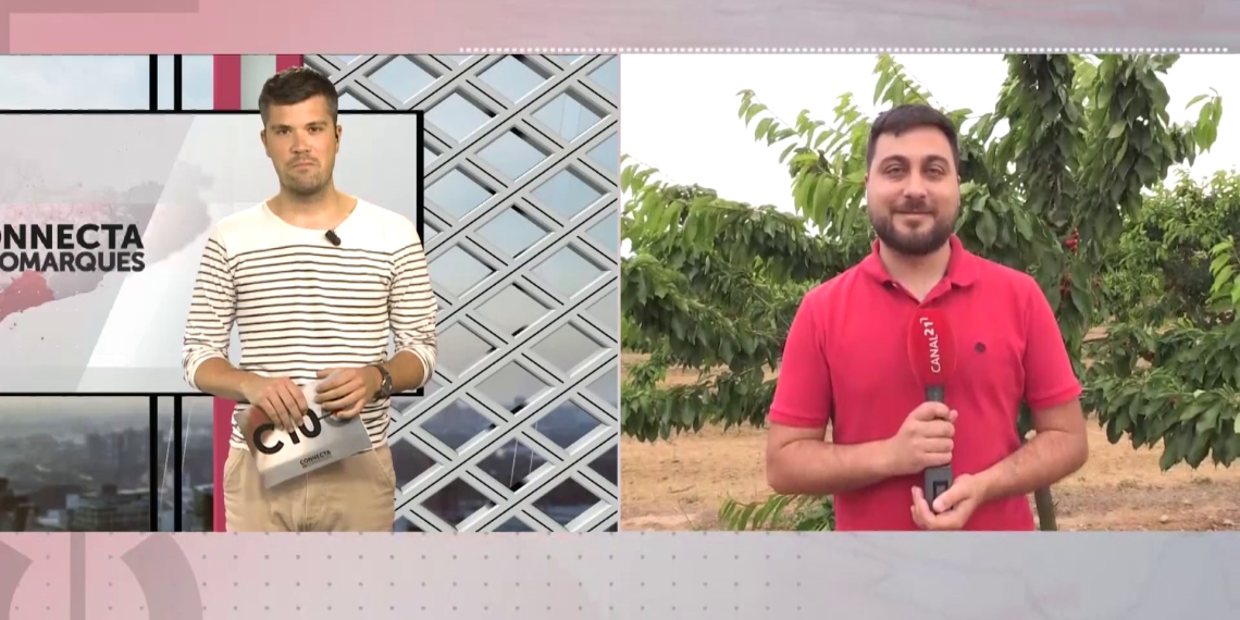 Comença la temporada de fruita dolça a la Ribera d’Ebre