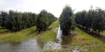 Greenpeace alerta que cal retallar regadius i apunta que un 7% dels de Catalunya estan sobre àrees en tensió