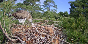 Capten el naixement d’un pollet d’àguila marcenca als Ports