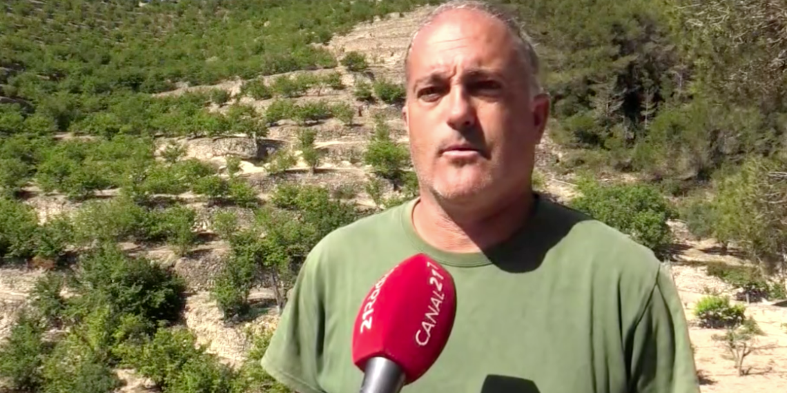 El Parlament de Catalunya insta el govern a preservar el cultiu de l’avellana a la Fatarella