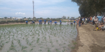 Adults i infants recorden antigues tècniques de cultiu a la Plantada de Sant Jaume d’Enveja