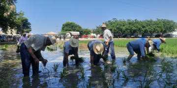 L’Aldea celebra l’edició més multitudinària de Festa de la Plantada
