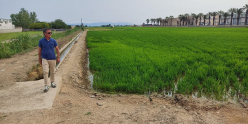 Els Regants de l’Esquerra demanen un 15% més d’aigua al juliol per al cultiu de l’arròs