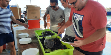 XIX Diada del Musclo a les Cases d’Alcanar