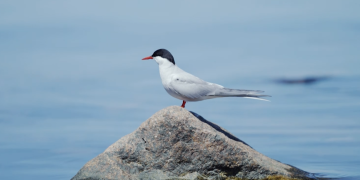 Activat el protocol de protecció de l’aviram per un brot de grip aviària al Delta 
