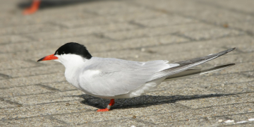 Acció Climàtica activa el protocol per protegir l’aviram de granja davant d’un brot de grip aviària al Delta
