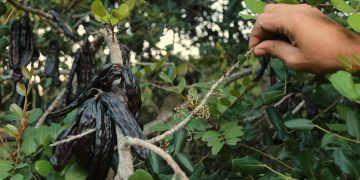 La collita de les garrofes s’avança amb una caiguda de preu fins als 30 cèntims