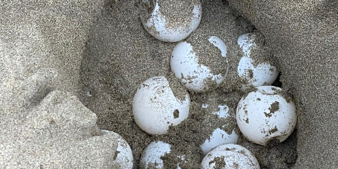 La tasca dels voluntaris que protegeixen el niu de tortuga careta del delta de l’Ebre