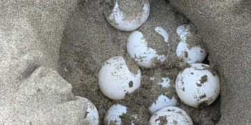 La tasca dels voluntaris que protegeixen el niu de tortuga careta del delta de l’Ebre